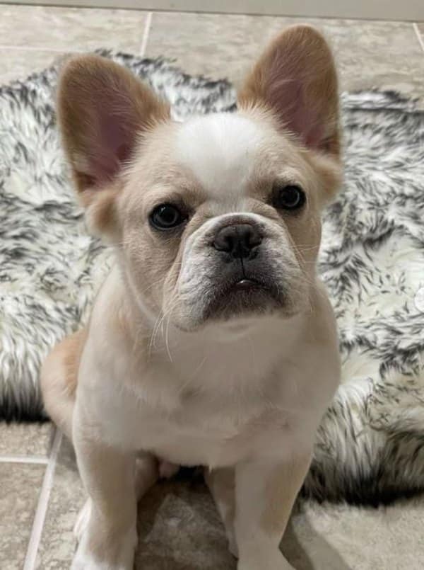 Kendrick Perkins owns multimillion-dollar French Bulldog business Big League Exotics