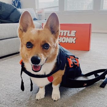 Steph Furry corgi pic
